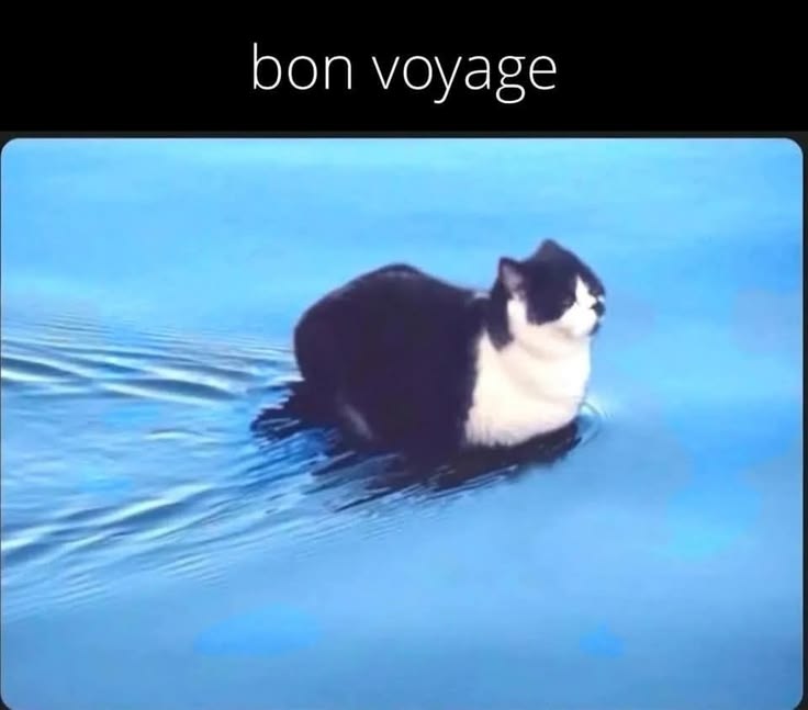 A black and white cat sitting in blue water with the words bon voyage